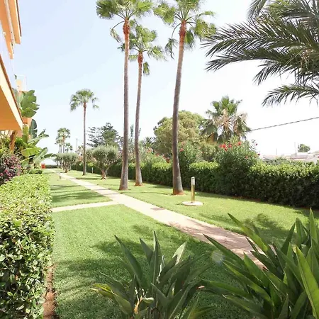 Palm 53